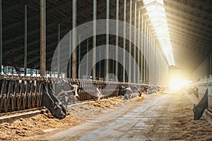 Dairy farm with milking cows eating hay in barn. Industrial modern breeding cattle