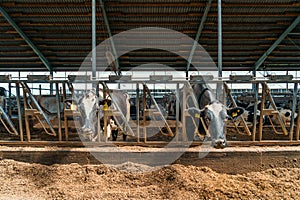 Dairy farm with milking cows eating hay in barn. Industrial modern breeding cattle