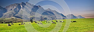 A dairy farm panorama photographed in South Africa.