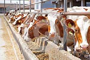 Dairy farm, simmental cattle, feeding cows on farm