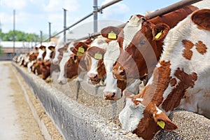 Dairy farm, simmental cattle, feeding cows on farm