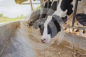 Dairy farming