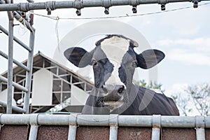 Dairy farming