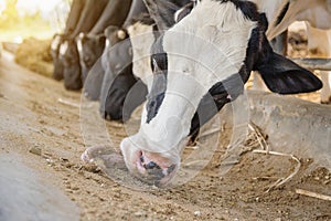 Dairy farming