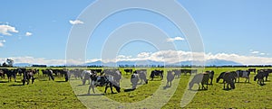 Dairy Farming on Canterbury Plains Panorama