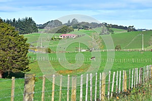 Dairy farming countryside in New Zealand