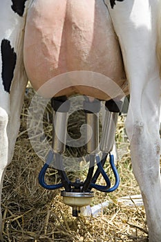 Dairy Farming - Milking a cow