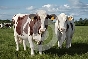 Dairy farming Milking equipment and farmed milk