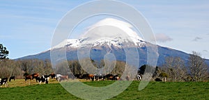 Dairy Farming near Mount Taranaki