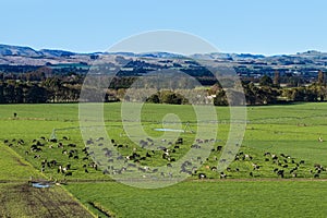 Dairy Farming New Zealand