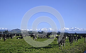 Dairy Farming at Sheffield & Southern Alps, Canterbury, New Zealand