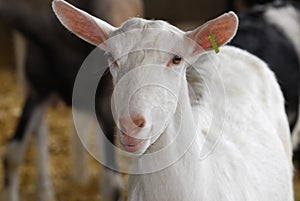 Dairy goat