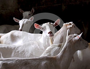 Dairy goat herd