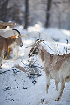 Dairy goats on a farm