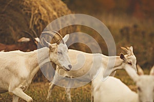 Dairy goats on a farm