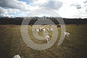 Dairy goats on a farm