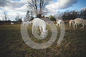 Dairy goats on a farm