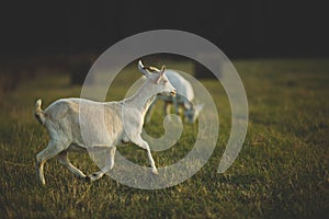 Dairy goats on a farm