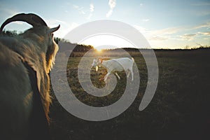 Dairy goats on a farm