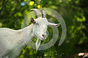 Dairy goats on a farm