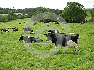 Dairy Herd.