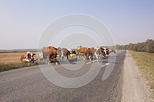 Dairy Herd going for Milking