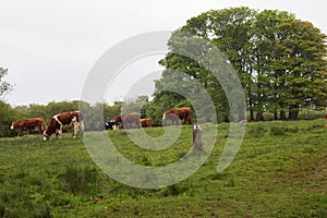 Dairy herd on a rainy day