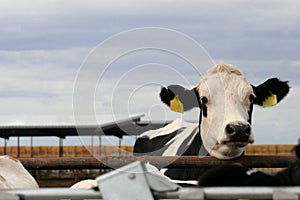 Dairy Holstein Heifer photo