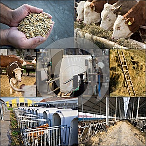 Dairy industry