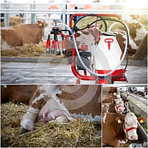 Dairy industry collage