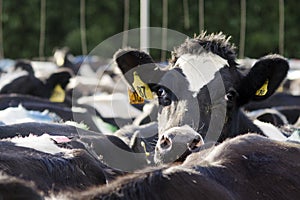 Dairy industry - Cow milking facility