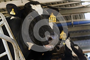 Dairy industry - Cow milking facility