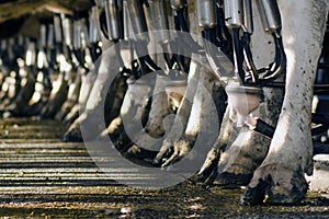 Dairy industry - Cow milking facility