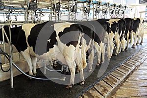 Dairy milking cow