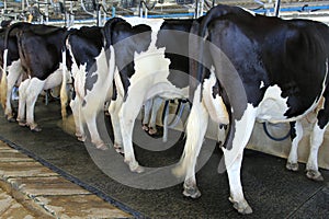 Dairy milking cow