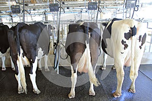 Dairy milking cow