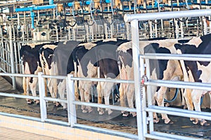 Dairy milking farm
