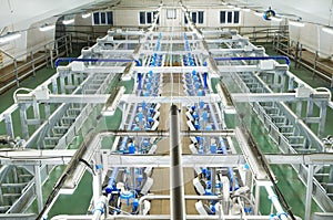 Dairy milking system farm