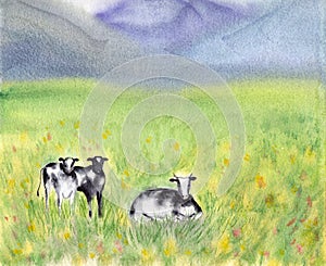 Dairy Pasturing Holstein Friesian black and white cows in a grassy field. Summer Rural scene. Alpine background. Watercolor