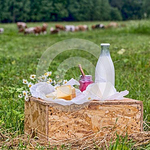 Dairy products milk, cheese yogurt served at picnic table in a cheese farm caws in background