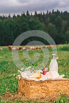 Dairy products milk, cheese yogurt served at picnic table in a cheese farm caws in background