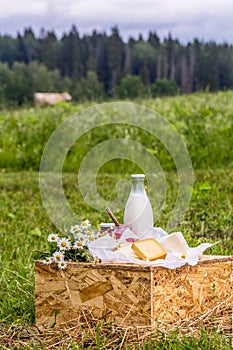 Dairy products milk, cheese yogurt served at picnic table in a cheese farm caws in background