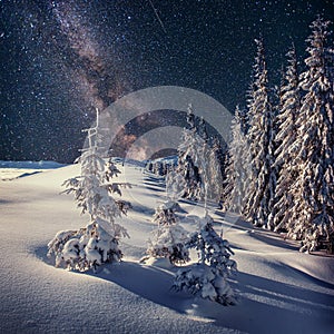 Dairy Star Trek in the winter woods. Carpathians, Ukraine, Europ