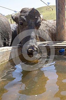 dairy water buffalo cow on corral. Minas Gerais, Brazil