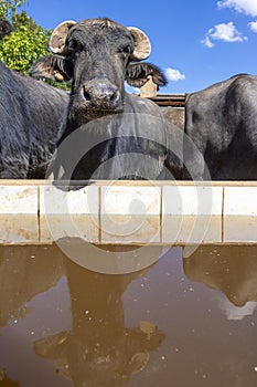 dairy water buffalo cow on corral. Minas Gerais, Brazil