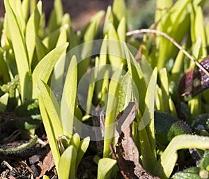 Daises in the Spring