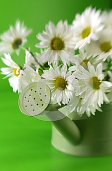 Daises in watering can