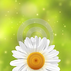 Daisi flower on a green blurred background with sparkles