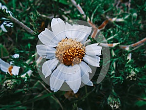 Daisi flower