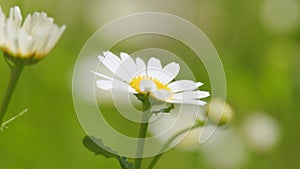 Daisie in a field sway in the wind. Nature beauty concept. Daisy meadow. Close up.